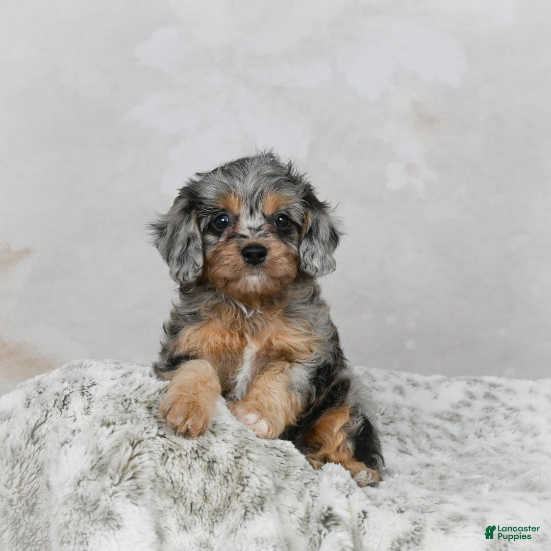 Cavapoo dogs for sale: Lola - Ad 4