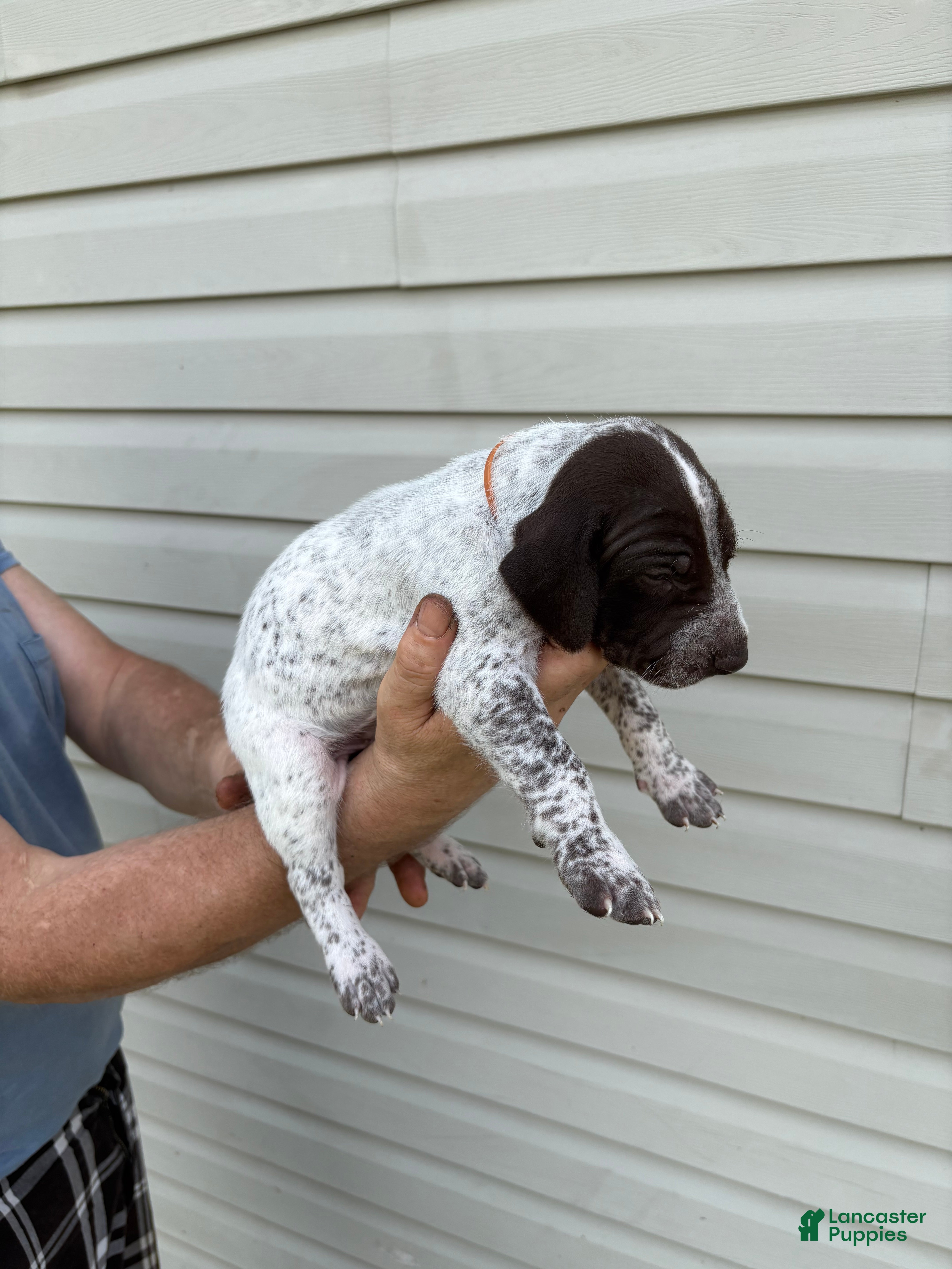 German Shorthaired Pointer dogs German Shorthaired Pointer 4 - Ad 2