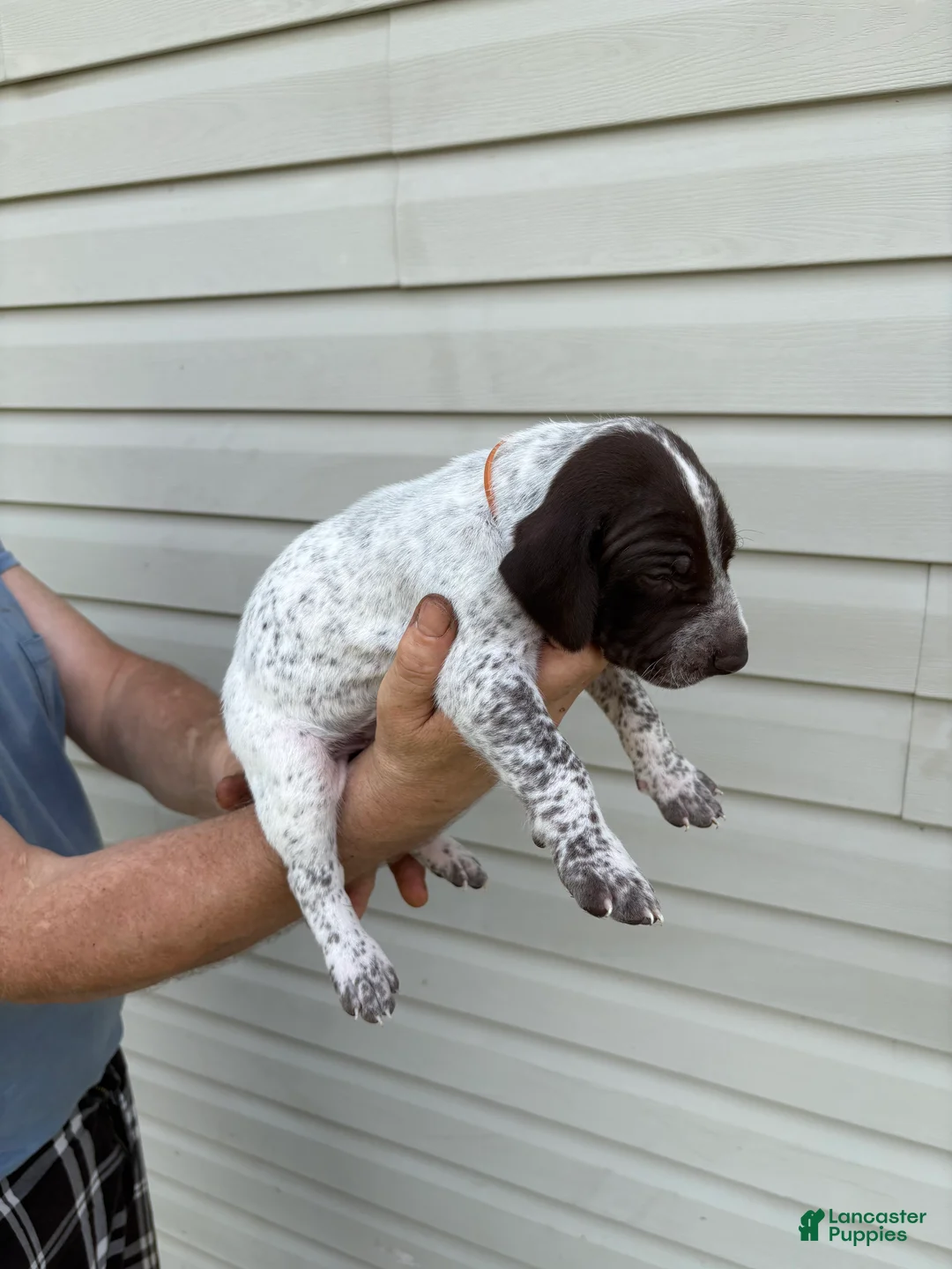 German Shorthaired Pointer dogs for sale: German Shorthaired Pointer 4 - Ad 2