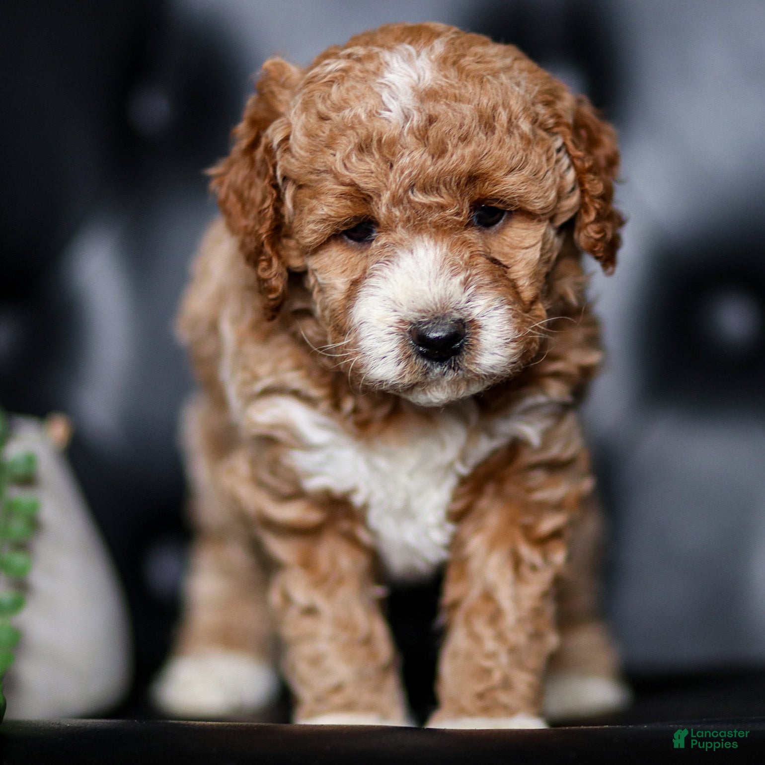 Mini Goldendoodle dogs Hannah - Ad 2