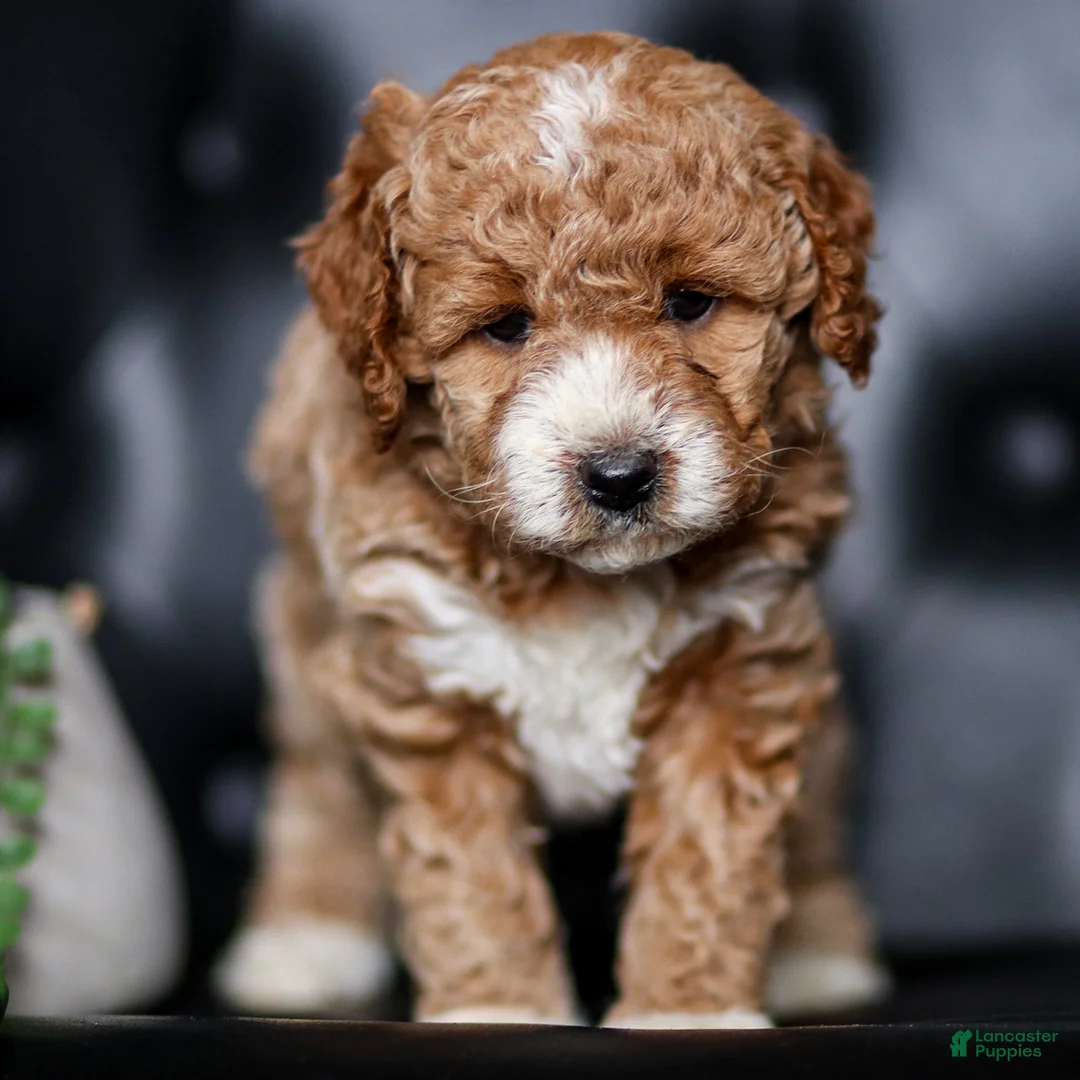 Mini Goldendoodle dogs for sale: Hannah - Ad 2