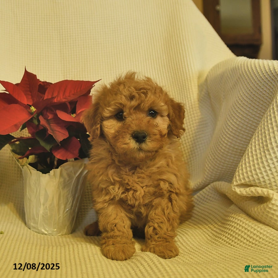 Cavapoo dogs Alaska  - Ad 5