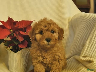 Cavapoo dogs for sale: Alaska - Ad 3