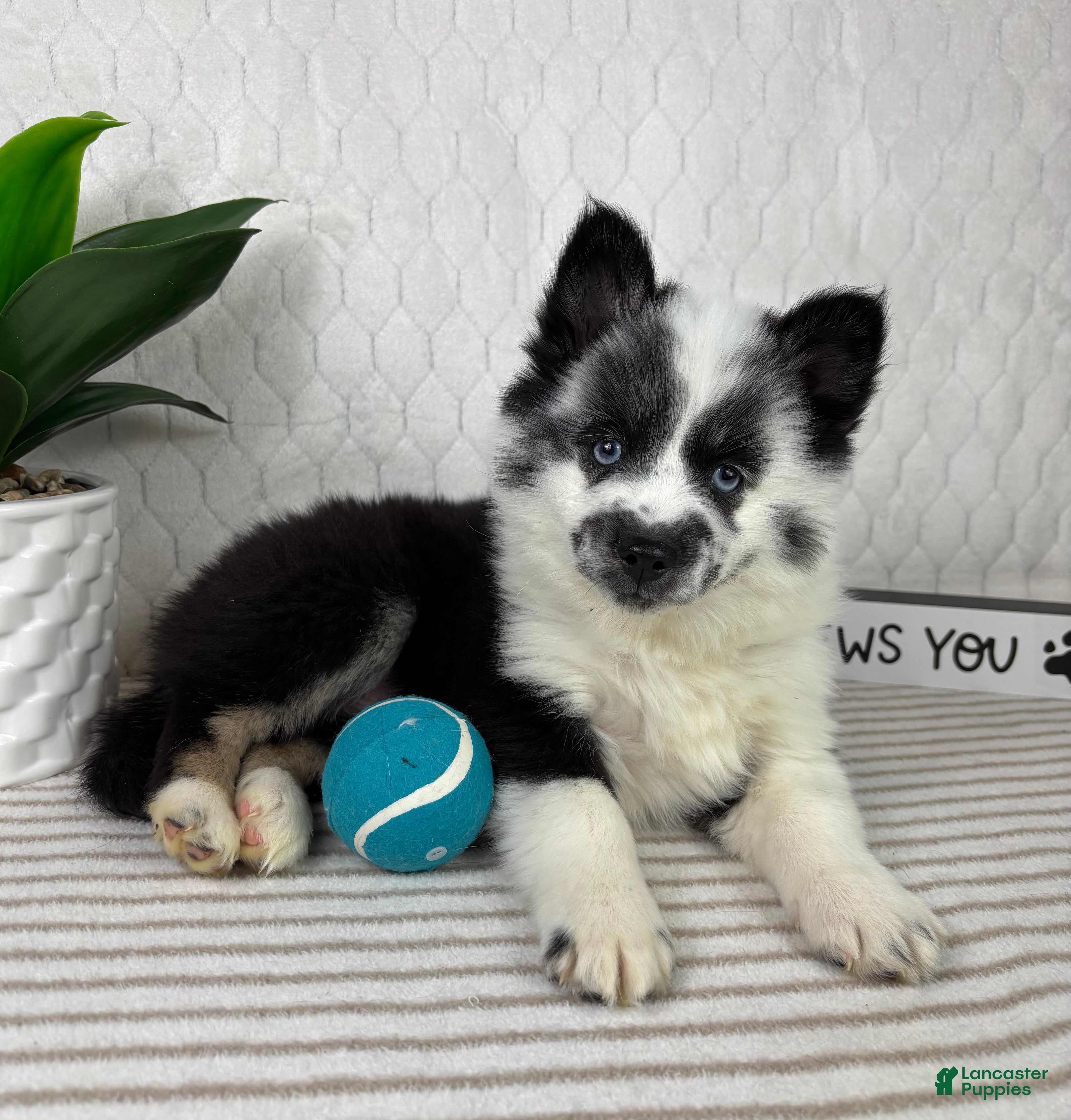 Pomsky dogs for sale: Panda - Ad 2