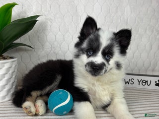 Pomsky dogs for sale: Panda - Ad 2