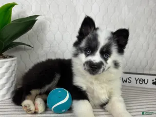 Pomsky dogs Panda - Ad 5