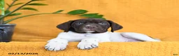 German Shorthaired Pointer dogs for sale: Baxter - Ad 5