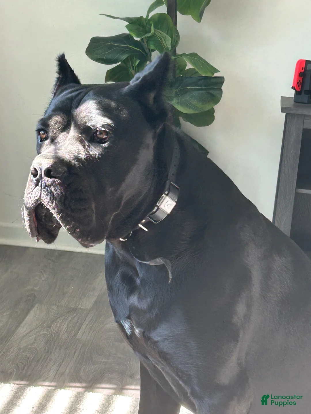 Cane Corso dogs for sale: Cane Corso 1 - Ad 2