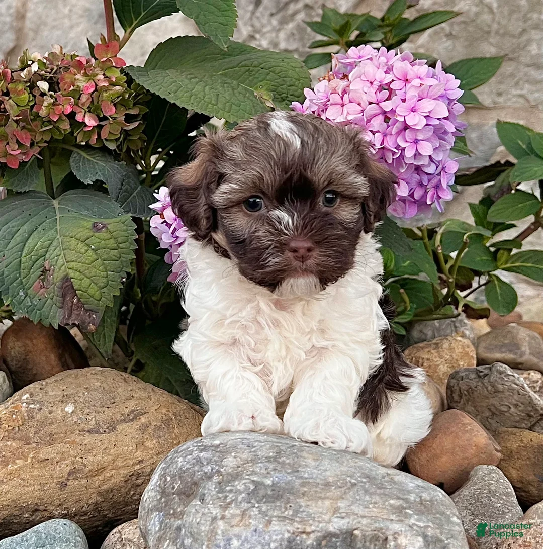 Havanese dogs for sale: Calvin - Ad 4