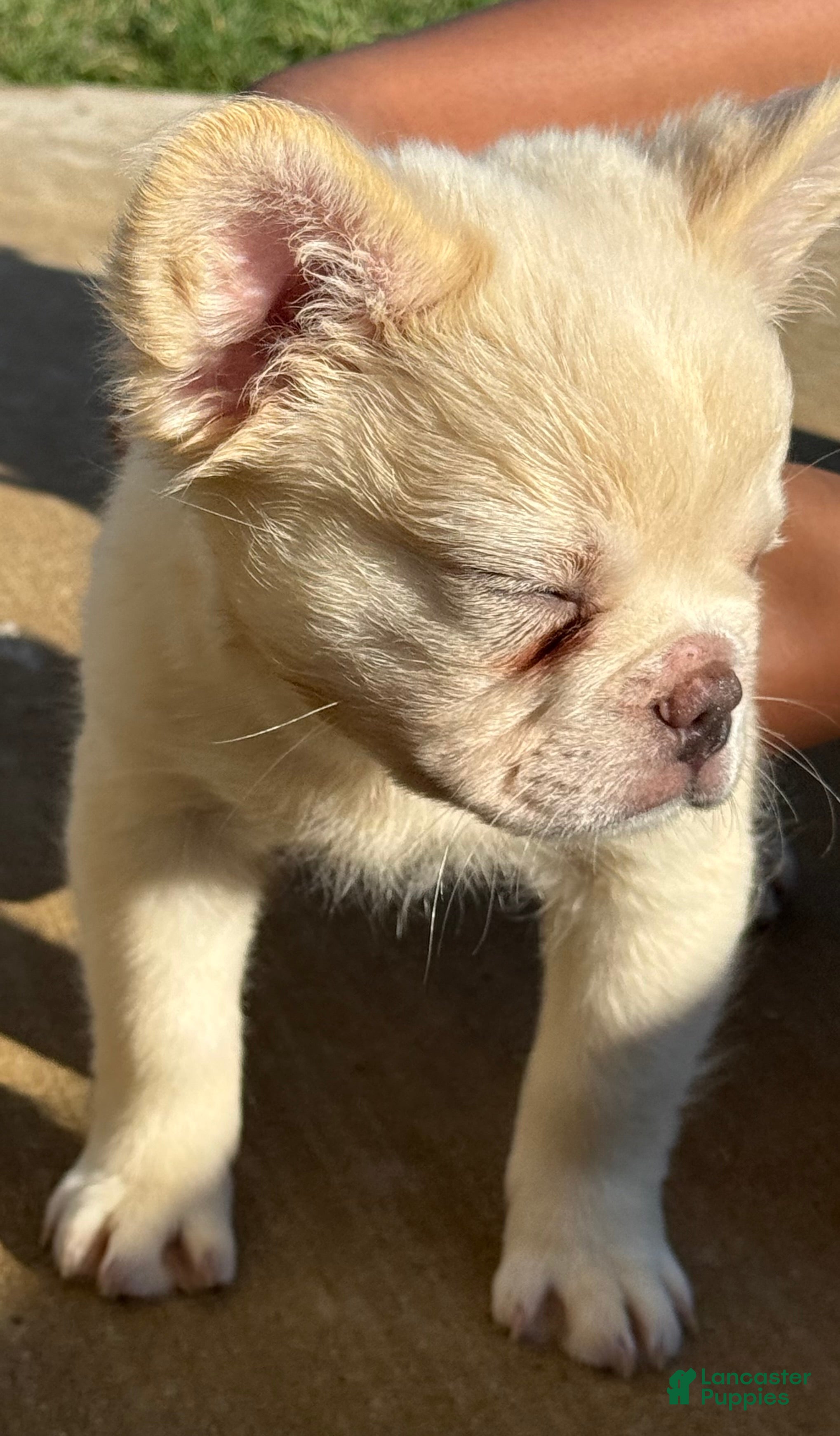 French Bulldog dogs Wham  - Ad 2