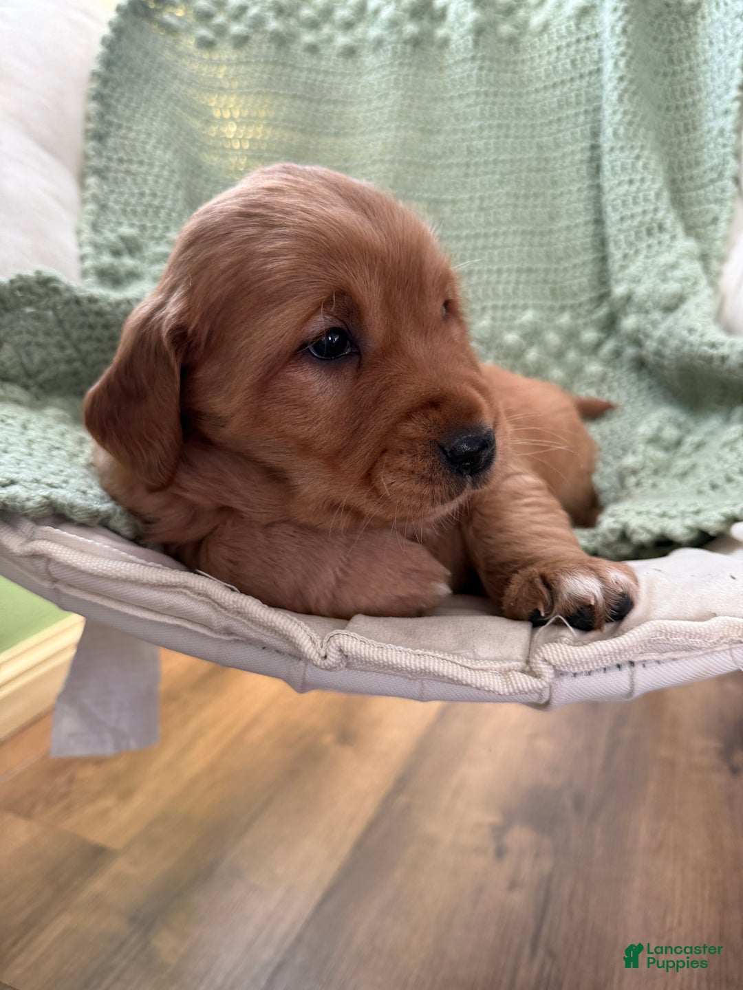 Golden Retriever dogs for sale: Summer - Ad 15