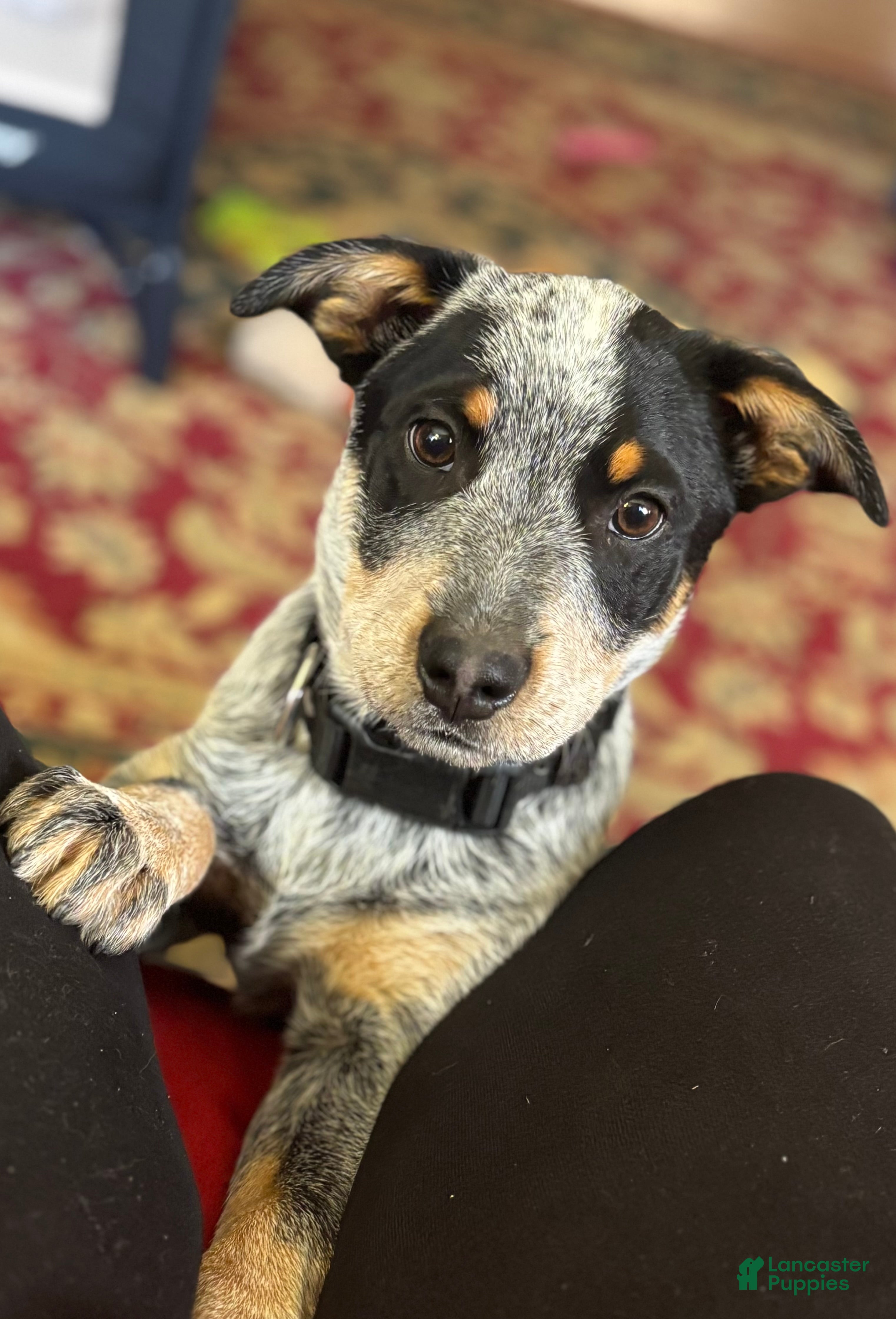 Australian Cattle Dog dogs Larry - Ad 29