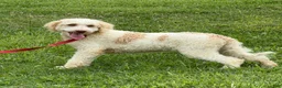 Mini Goldendoodle dogs for sale: Spirit - Ad 7