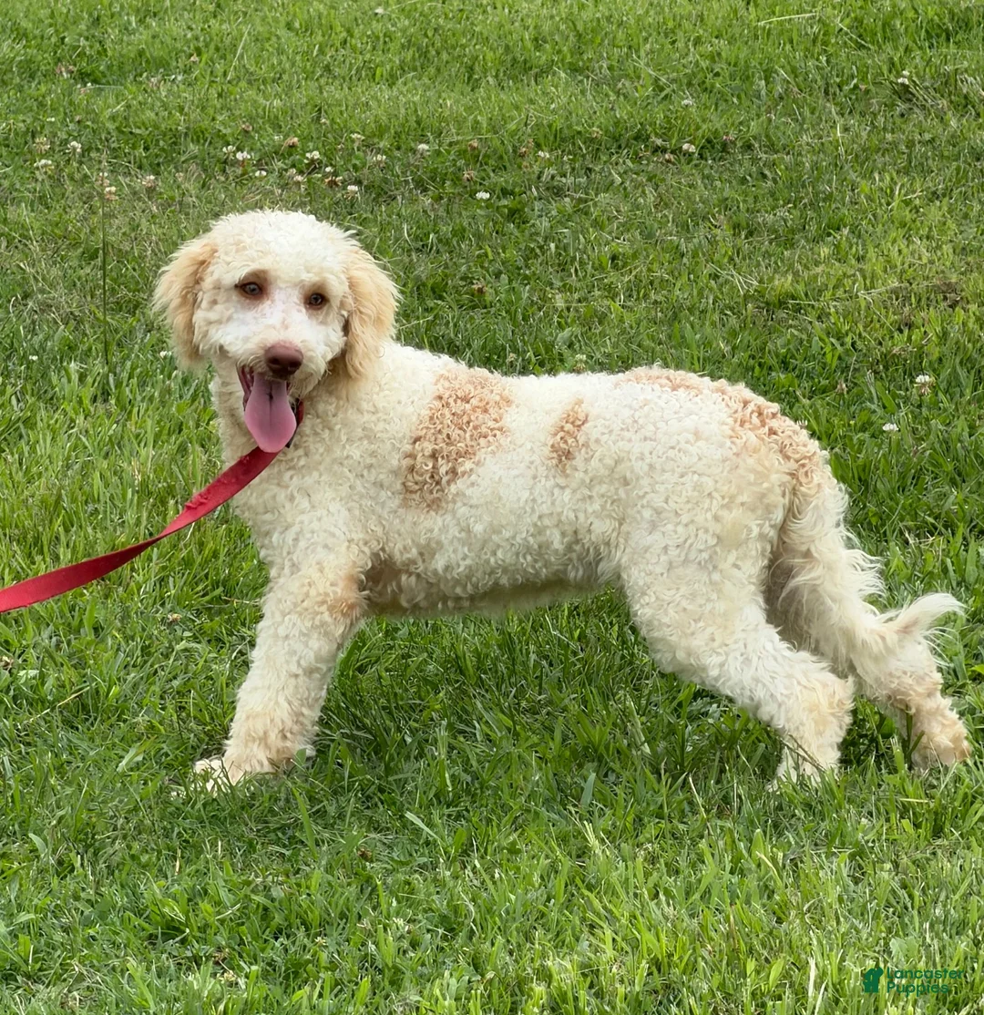 Mini Goldendoodle dogs for sale: Spirit - Ad 7