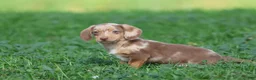 Mixed Breed dogs for sale: Sausage Rolls - Ad 2