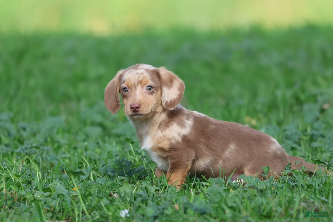 Mixed Breed dogs for sale: Sausage Rolls - Ad 2
