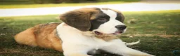 Saint Bernard dogs for sale: Wendeline Saint Bernard  - Ad 3