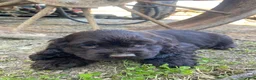 Cocker Spaniel dogs for sale: Tiny - Ad 8