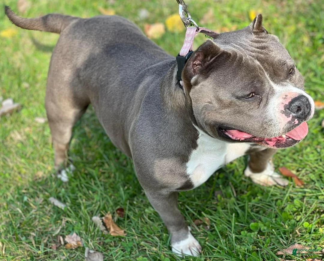 American Bully dogs for sale: American Bully Female “Nebula” - Ad 3