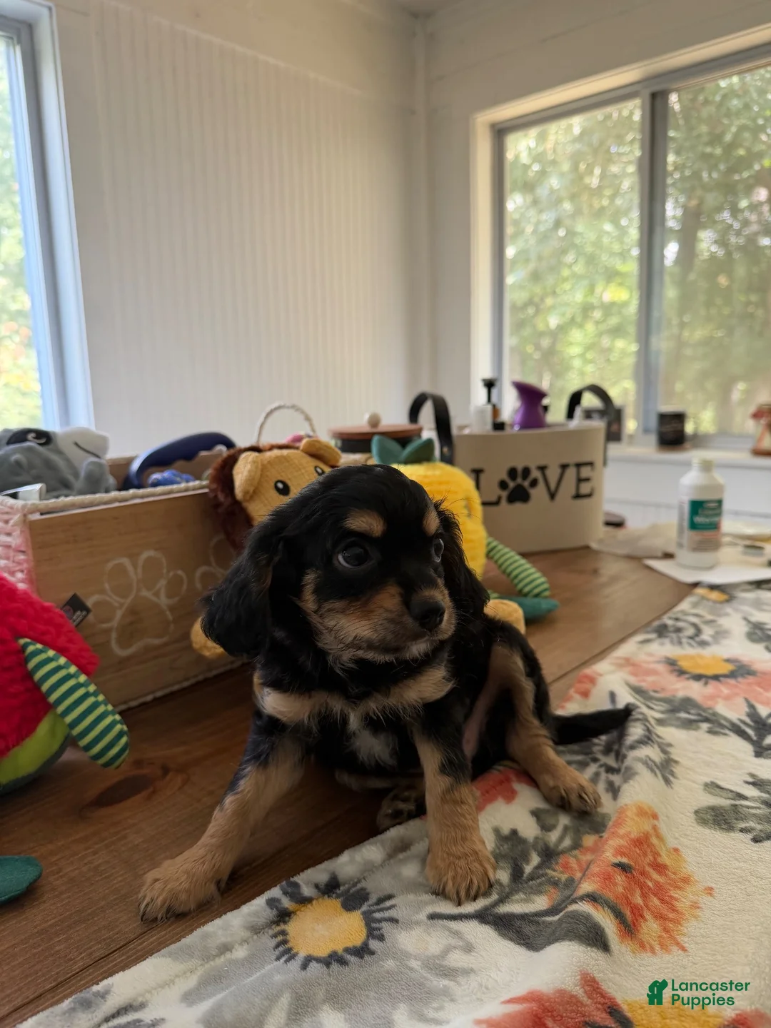 Cavapoo dogs for sale: Cavapoo 2 - Ad 1