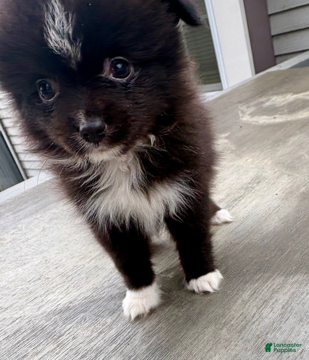 Mixed Breed dogs for sale: Archie - Ad 7