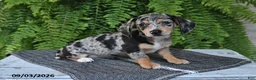 Miniature Dachshund dogs for sale: Marley - Ad 3