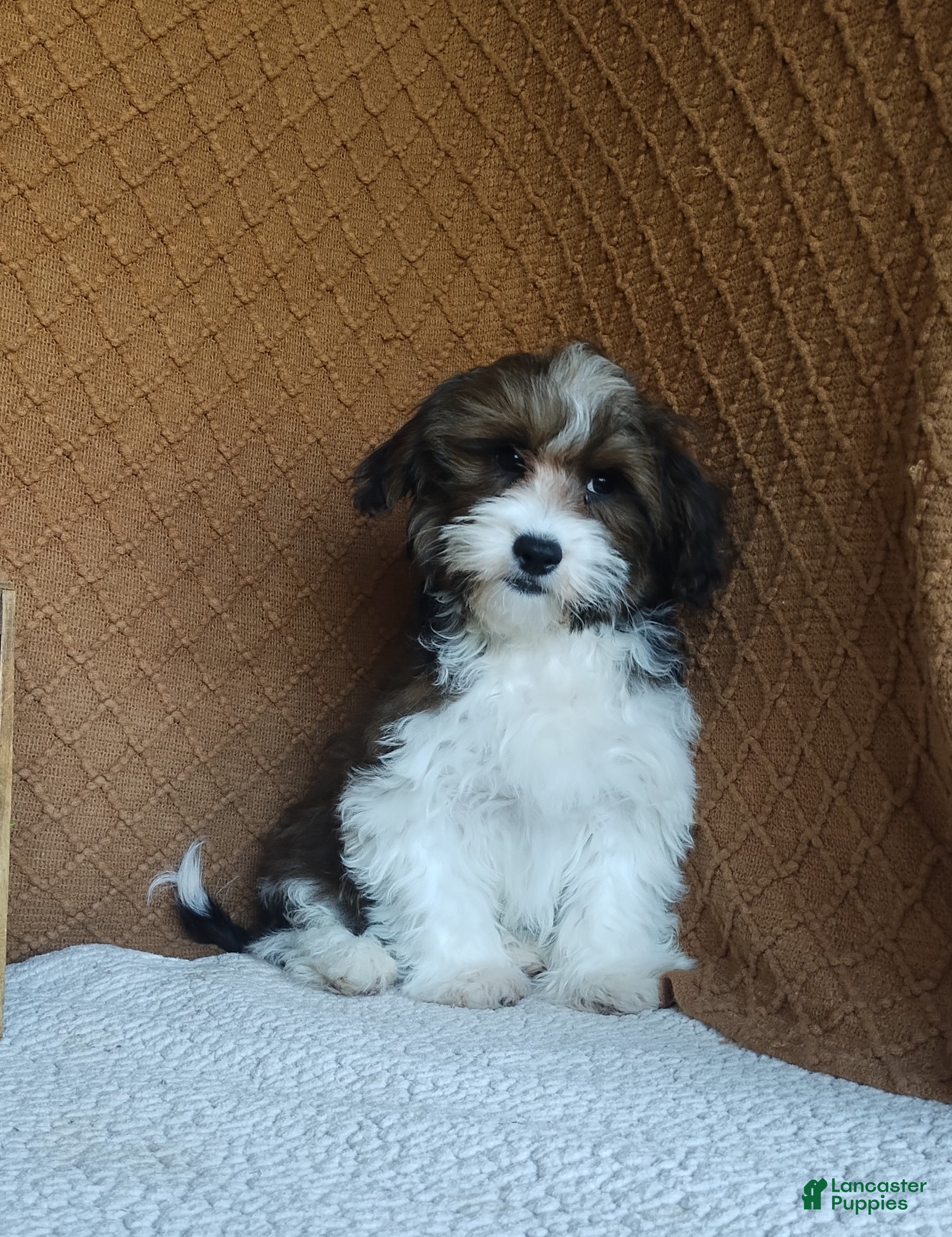 Havanese dogs for sale: Adam  - Ad 2