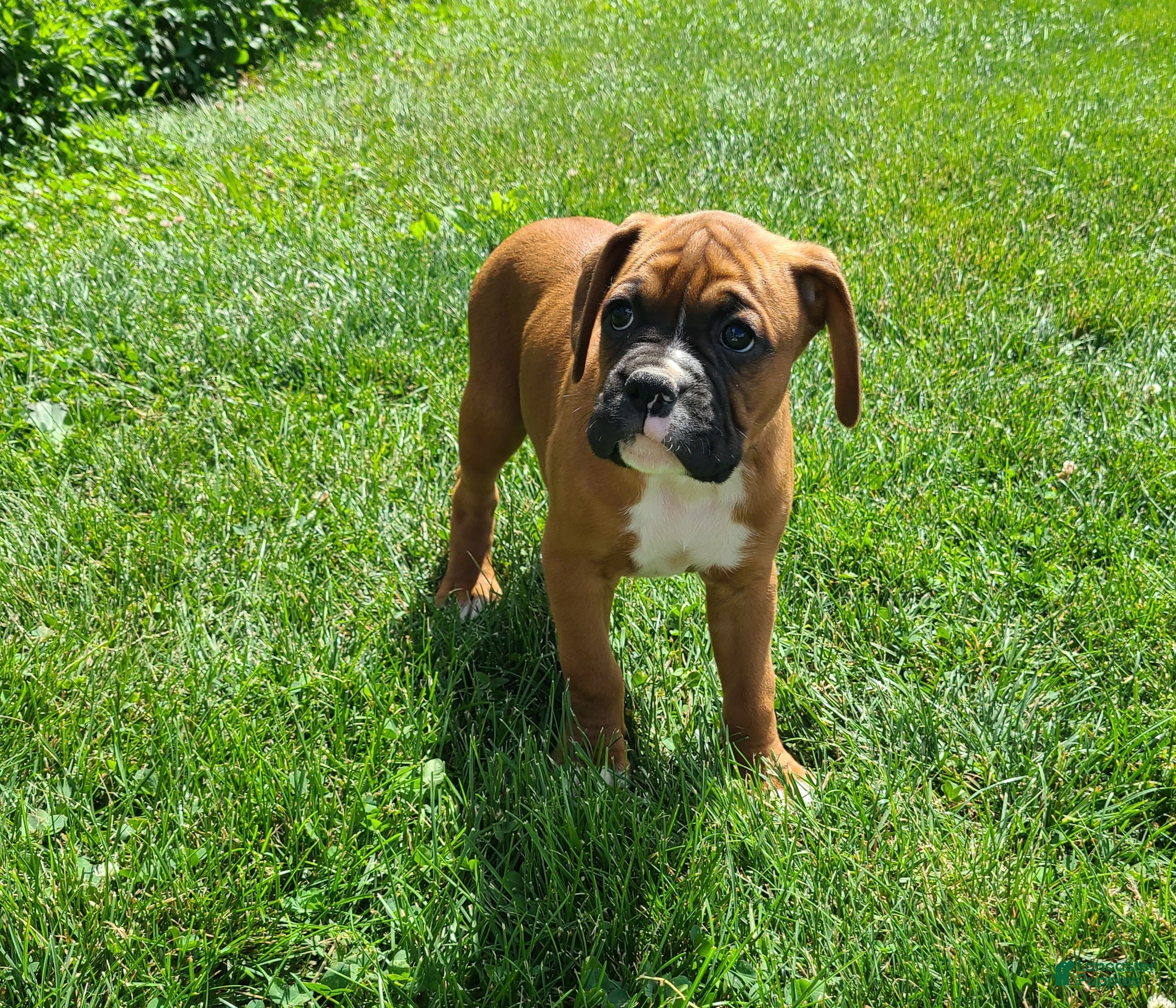 Boxer dogs Bubba - Ad 1