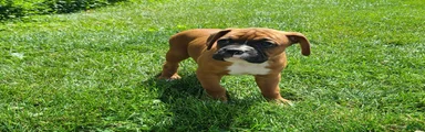 Bubba