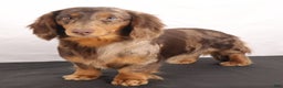 Dachshund dogs for sale: Dachshund Puppy 1 - Ad 15