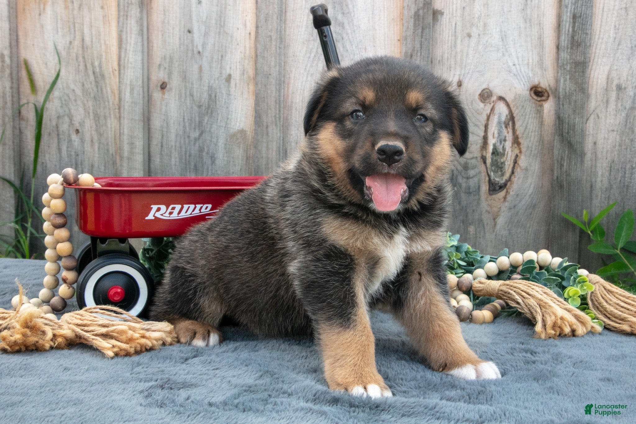 Mixed Breed dogs Gunner - Ad 2