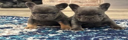 French Bulldog dogs for sale: French Bulldog Puppy 1 - Ad 15