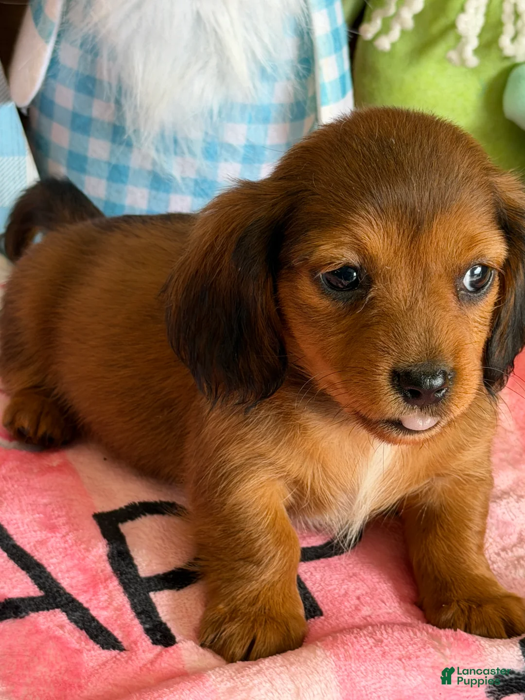 Miniature Dachshund dogs for sale: Rowdy - Ad 2