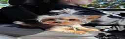 Yorkshire Terrier dogs for sale: Yorkshire Terrier Ripley  - Ad 8