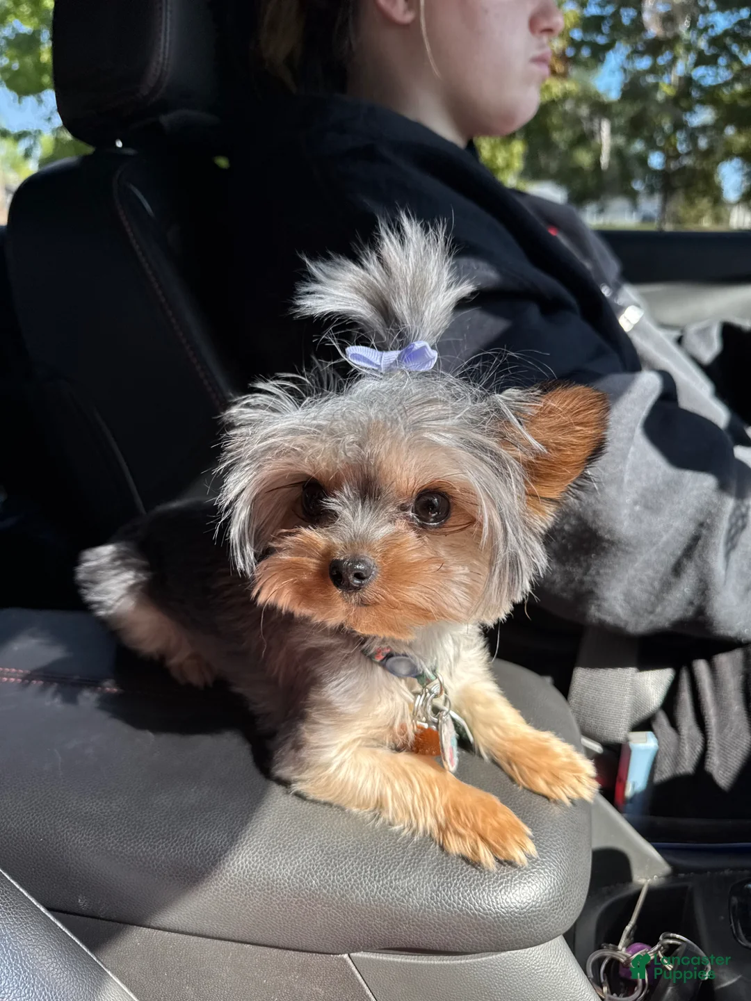 Yorkshire Terrier dogs for sale: Yorkshire Terrier Ripley  - Ad 8