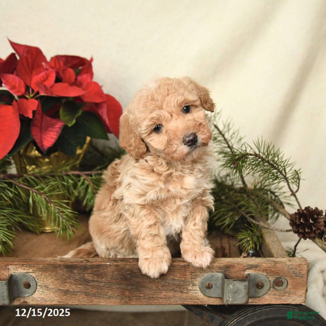 Sheltiedoodle dogs for sale: Sunshine - Ad 2