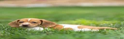 Miniature Dachshund dogs for sale: Missy Miniature Dachshund  - Ad 6