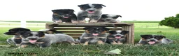 Australian Cattle Dog dogs for sale: Buttercup - Ad 3