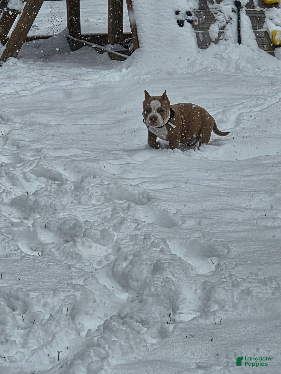 American Bully dogs for sale: American Bully Puppy 1 - Ad 2