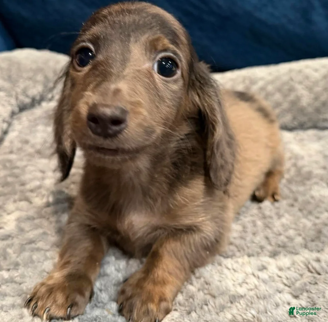 Dachshund dogs for sale: Trixter  - Ad 2