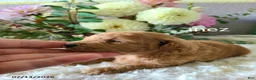 Mini Goldendoodle dogs for sale: Inez - Ad 5