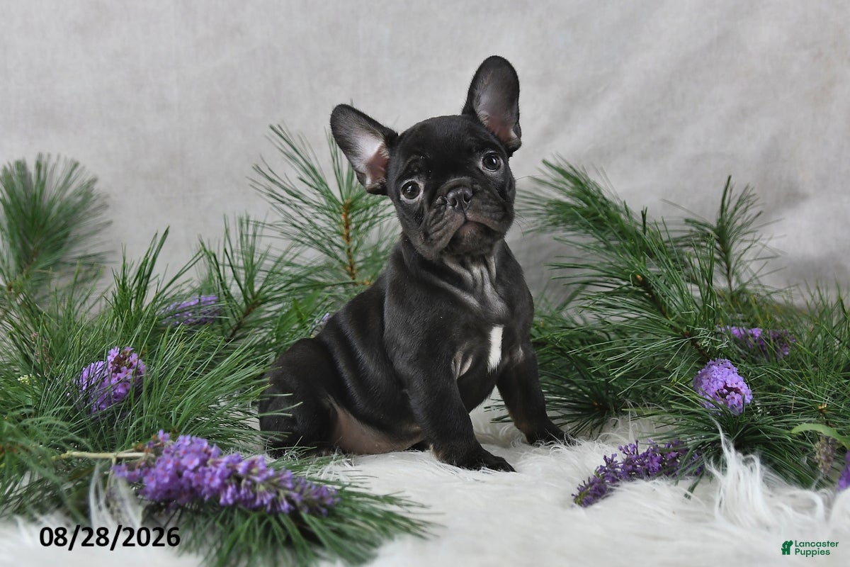 Frenchton dogs Mercy - Ad 1