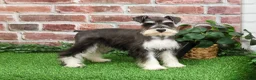 Miniature Schnauzer dogs for sale: Maureen  - Ad 5
