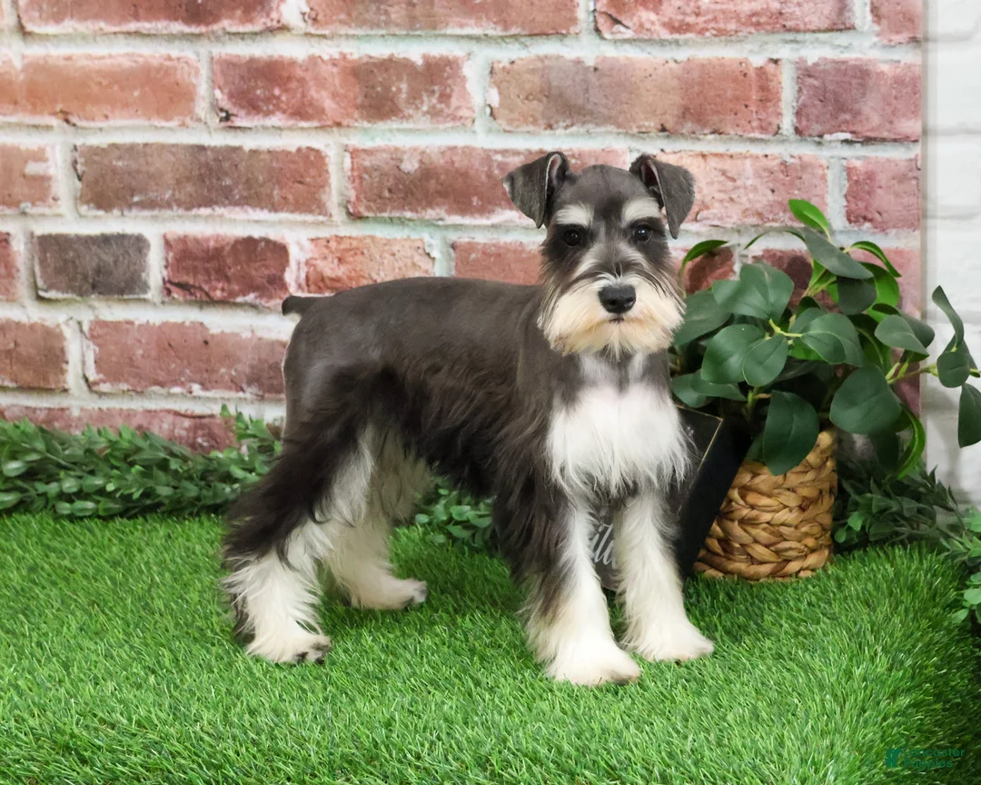 Miniature Schnauzer dogs for sale: Maureen  - Ad 5