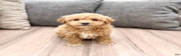 Goldendoodle dogs for sale: Snowflake  - Ad 33