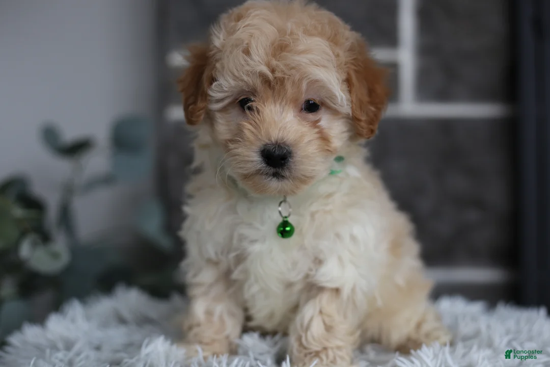 Maltipoo dogs for sale: Reese - Ad 5