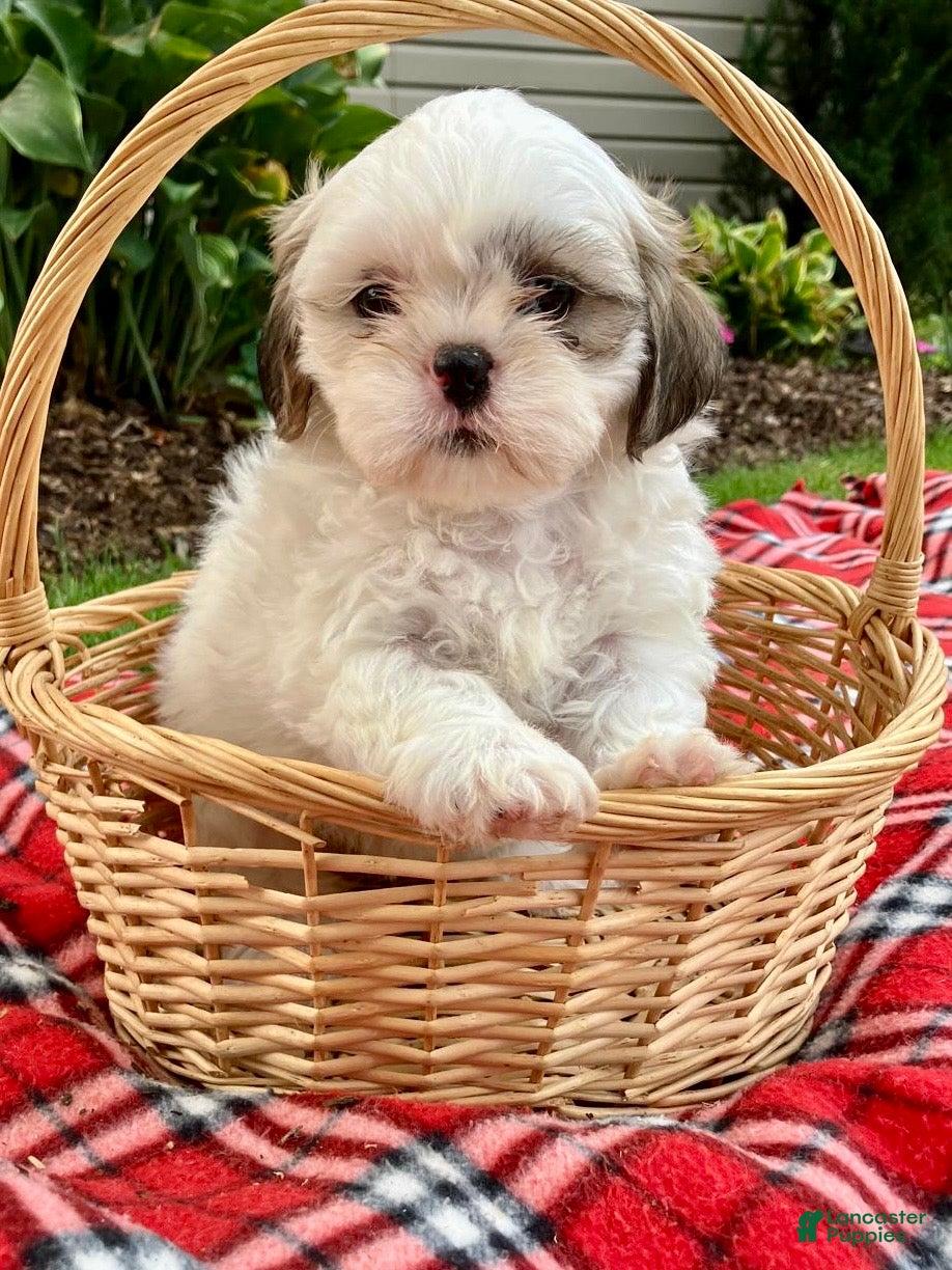Shih Tzu dogs Scout - Ad 2