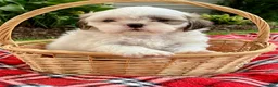 Shih Tzu dogs for sale: Scout - Ad 2