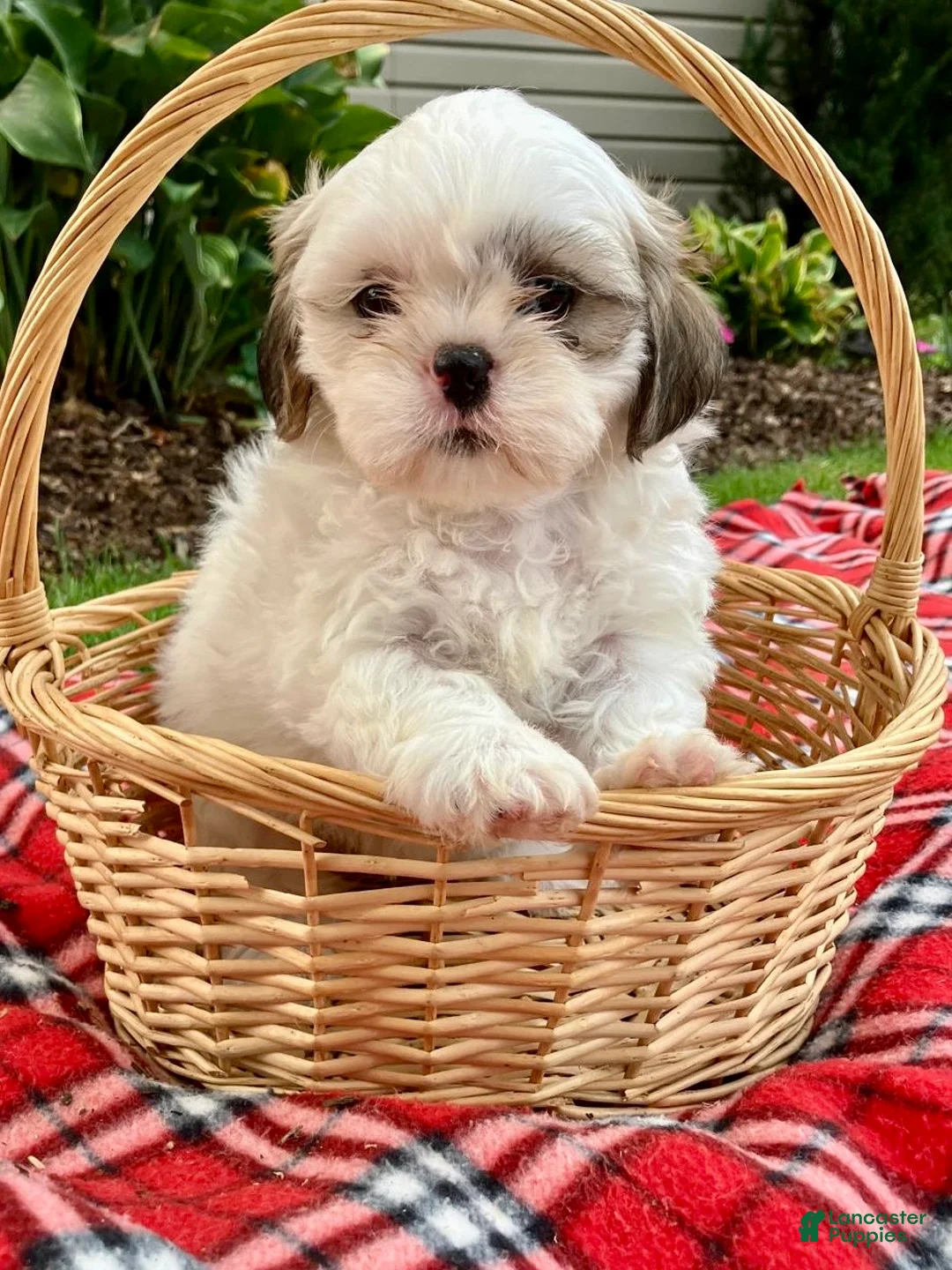 Shih Tzu dogs for sale: Scout - Ad 2