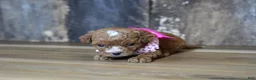 Cavapoo dogs for sale: Shae - Ad 3